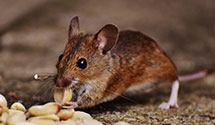 24 Hour & Emergency Exterminators in Connorsville, WI